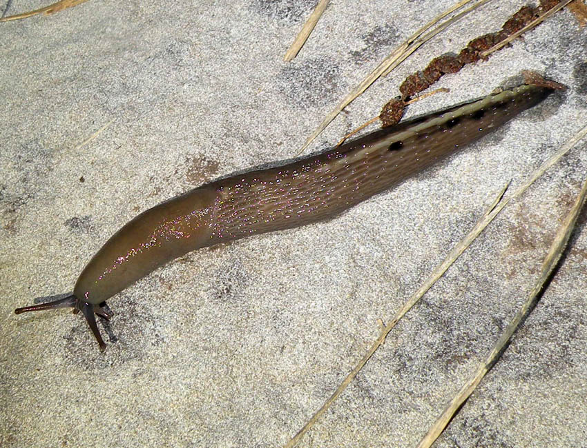 Notte di luna piena nel bosco: i Limax da Ligonchio